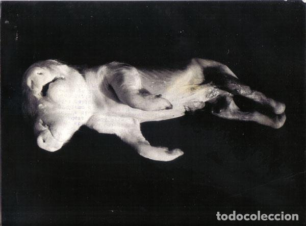 Cartes Postales: Foto Prensa numero 426: Cerdo con dos cabezas nacido en caserio de Toro-Zamora - Varios
