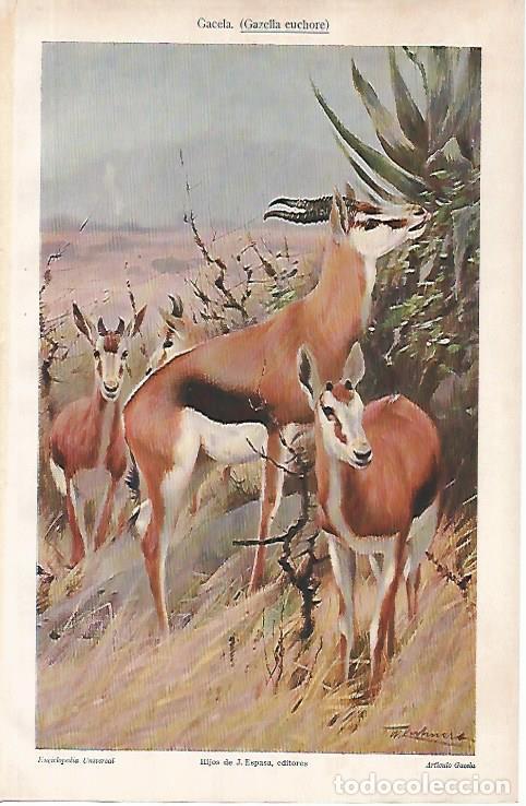 Postkarten: LAMINA ESPASA 24778: Gazella euchore - Varios