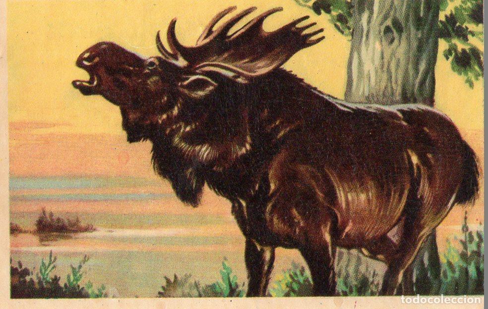 Postales: CROMO Viajando por America del Norte: Numero 14 - Varios