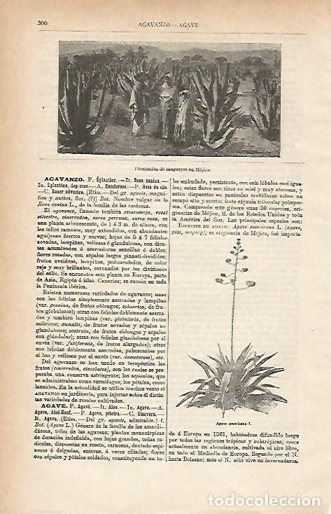 Postkarten: LAMINA ESPASA 15388: Plantacion de maguey en Mejico - Varios