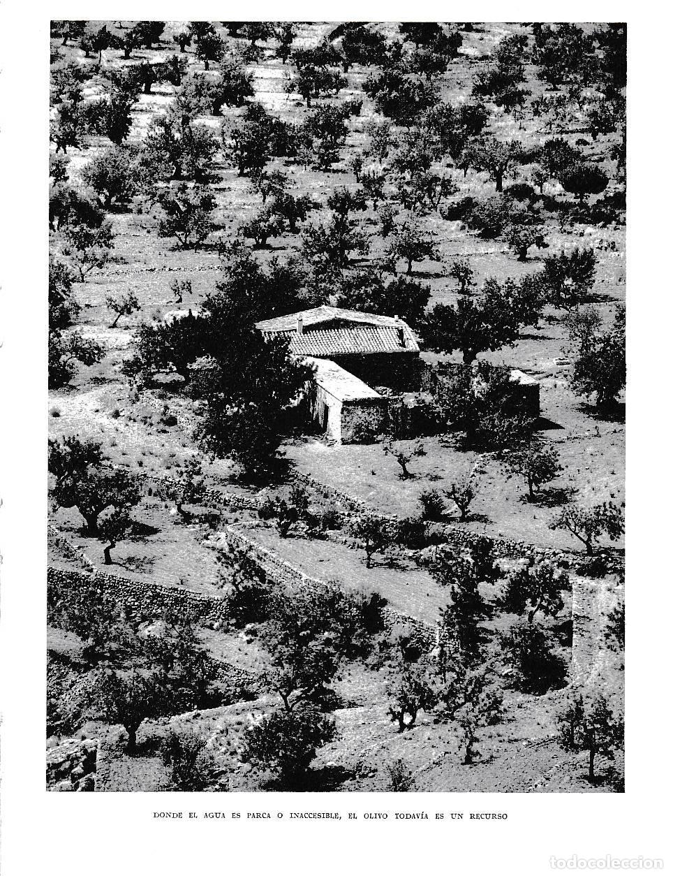Postkarten: LAMINA 5901: Donde el agua es parca el olivo es un recurso - Joan Fuster