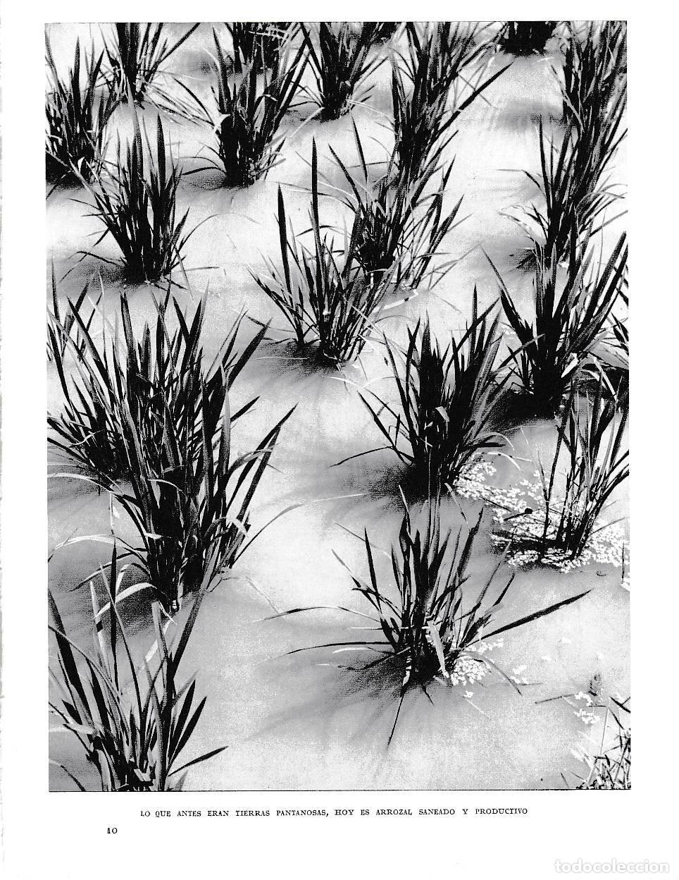 Cartoline: LAMINA 5897: Antes tierras pantanosas hoy arrozal productivo - Joan Fuster