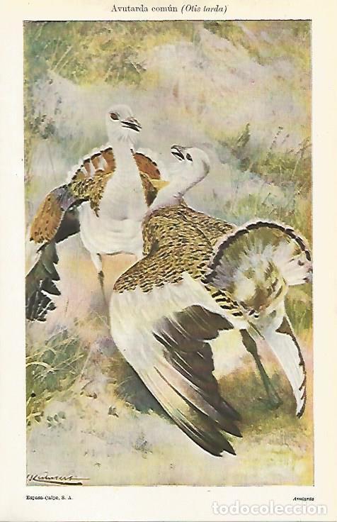 Postcards: LAMINA ESPASA 13058: Avutarda comun u Otis tarda - Varios
