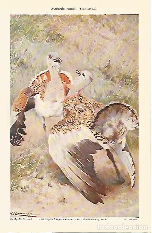 Postcards: LAMINA ESPASA 7182: Avutarda comun u Otis tarda - Varios