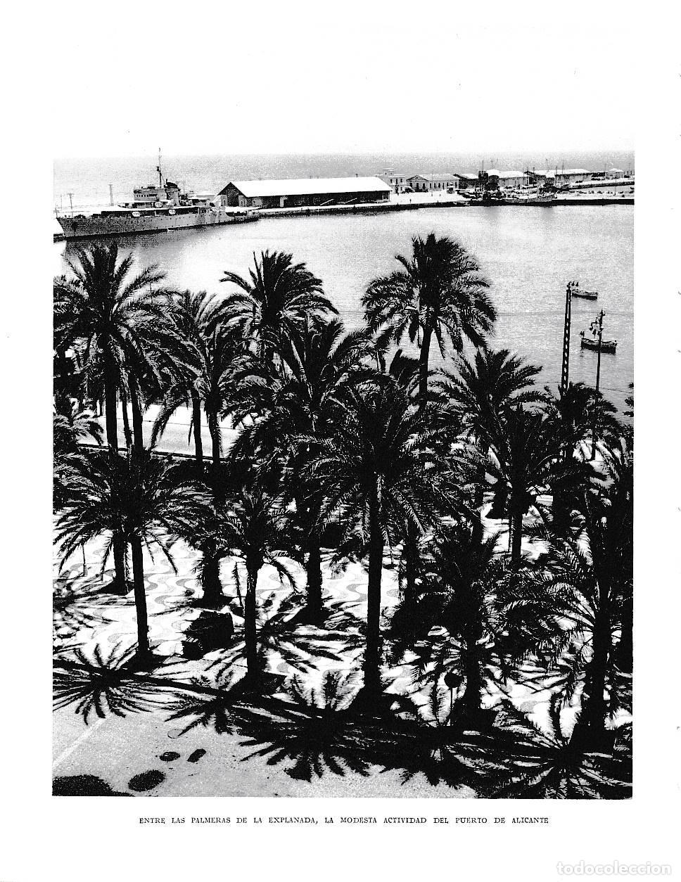 Cartoline: LAMINA 6043: Entre palmeras el puerto de Alicante - Joan Fuster