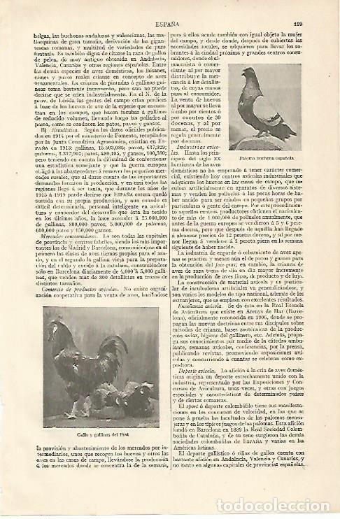Postkarten: LAMINA ESPASA 10094: Paloma buchona espa&ntilde;ola. Gallo y gallina del Prat - Varios