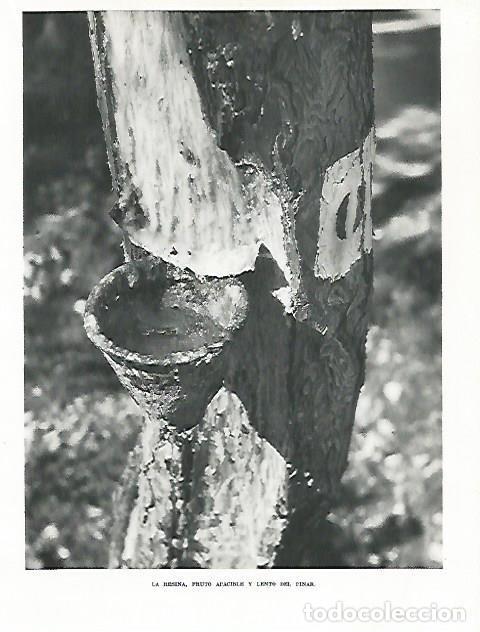 Postales: LAMINA 8839: Extraccion de resina - G. Gomez de la Serna