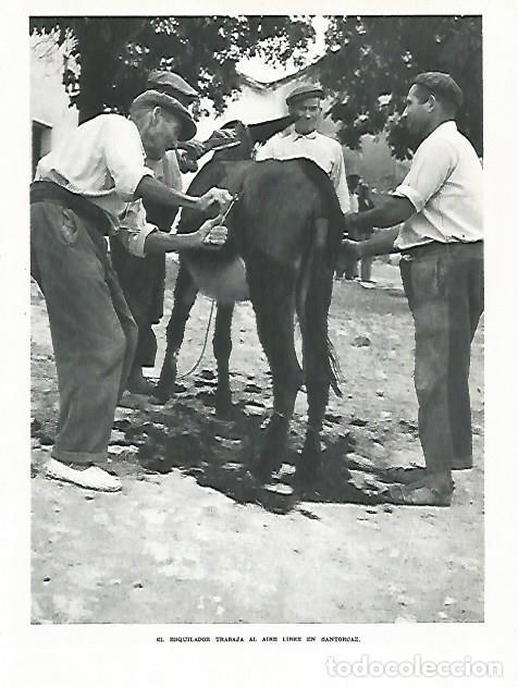 Postales: LAMINA 8981: Esquilador en Santorcaz Madrid - G. Gomez de la Serna