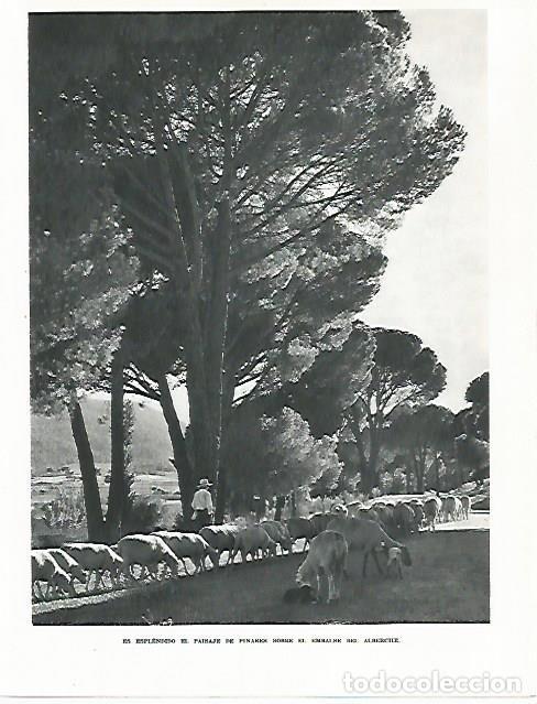 Postales: LAMINA 9004: Pinares en el embalse del Alberche - G. Gomez de la Serna