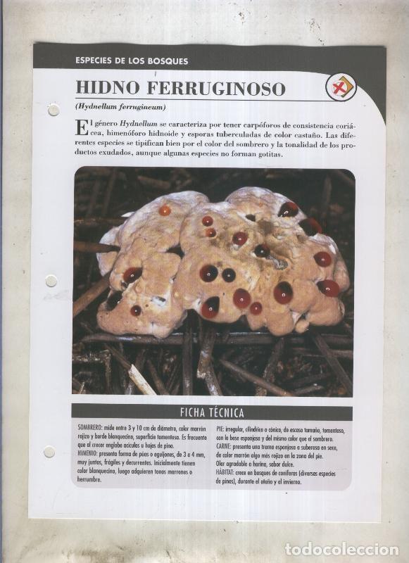Postales: Bolets ficha 028: Hidno Ferruginoso (Hydnellum ferrugineum) - Varios