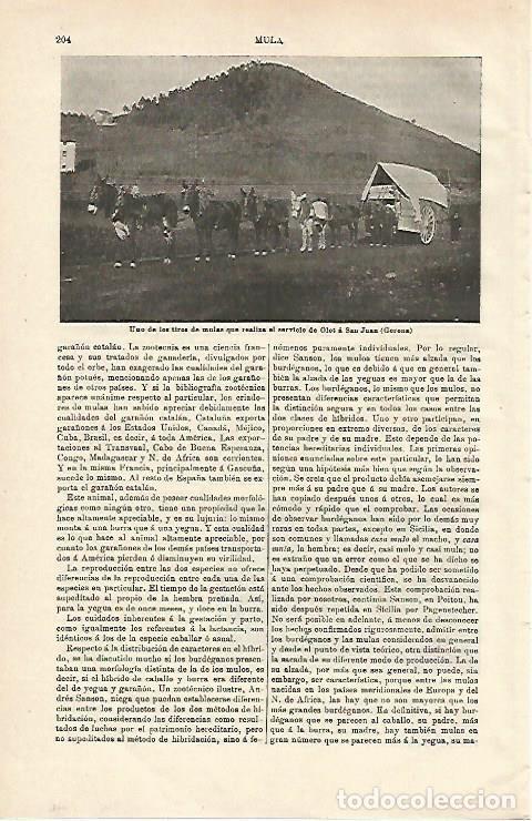 Cartoline: LAMINA ESPASA 24481: Tiro de mulas que realiza el servicio Olot - Sant Joan en Girona - Varios