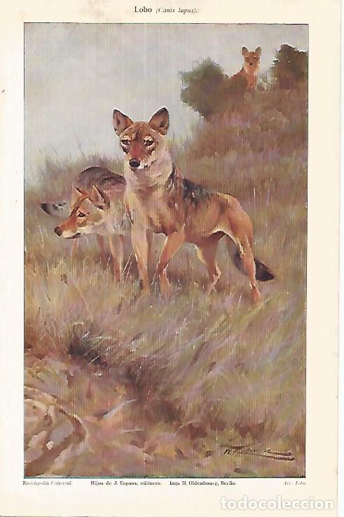 Cartes Postales: LAMINA ESPASA 25792: Lobo - Varios