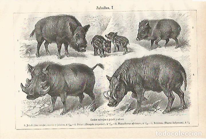 Postkarten: LAMINA ESPASA 20916: Jabali - Varios