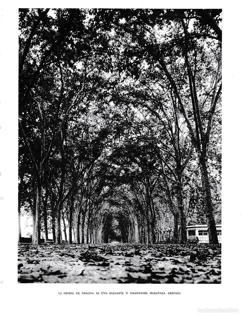 Postcards: LAMINA 6340: La Devesa de Gerona es una elegante y grandiosa maravilla arborea - Jose Pla