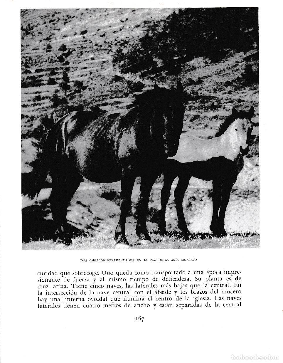 Postcards: LAMINA 6388: Caballos en la alta monta&ntilde;a - Jose Pla