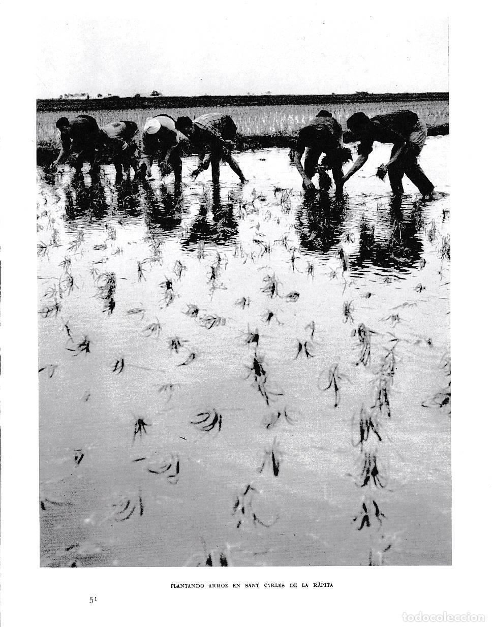 Postkarten: LAMINA 6562: Plantando arroz en Sant Carlos de la Rapita - Jose Pla