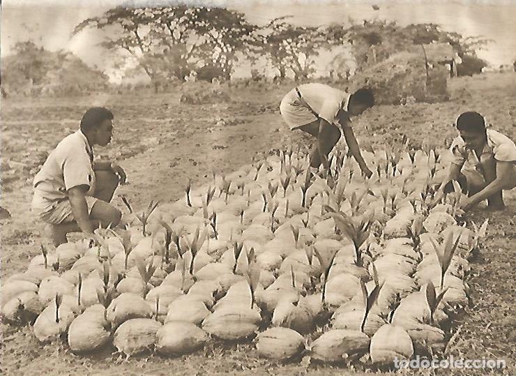 Postkarten: LAMINA GEOGRAFIA 0086: Industria de la copra en Polinesia - Ricardo Beltran y Vicente Vera