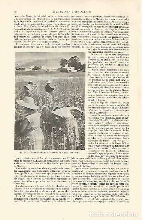 Postkarten: LAMINA ESPASA 21900: Cultivo de claveles en Vilassar Barcelona - Varios