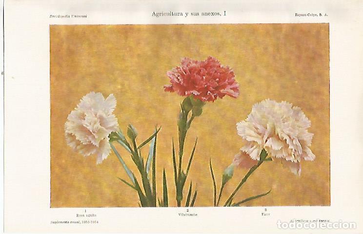 Cartoline: LAMINA ESPASA 21899: Rosa agnita vilafranche y fany - Varios