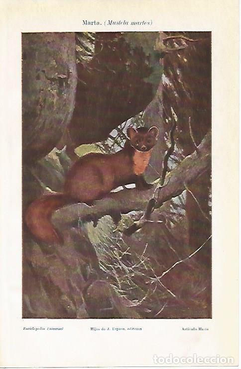 Postcards: LAMINA ESPASA 1122: Marta o Mustela martes - Varios Autores