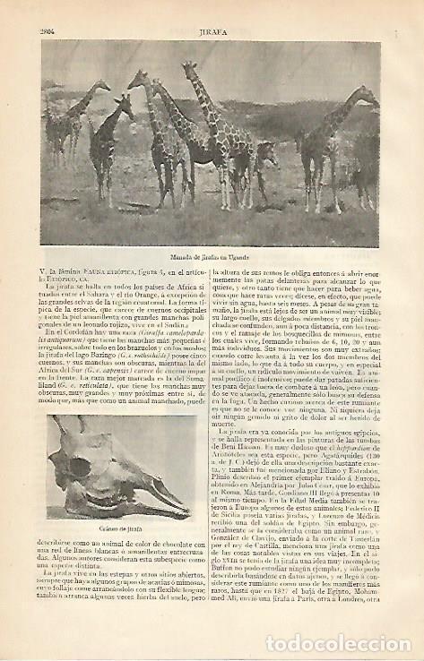 Postcards: LAMINA ESPASA 6239: Jirafas en Uganda - Varios Autores
