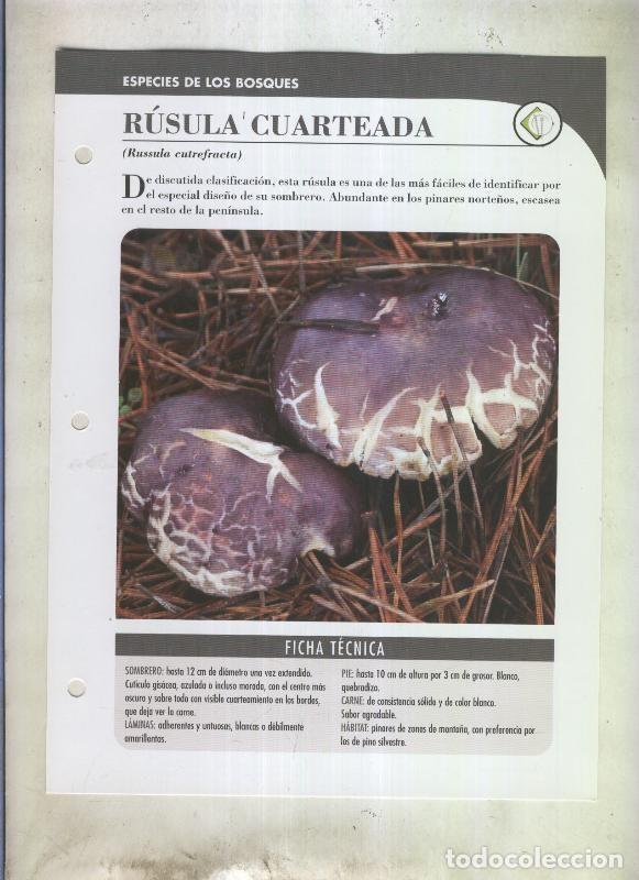 Cartes Postales: Bolets ficha 100: Rusula cuarteada (Russula cutrefacta) - Varios