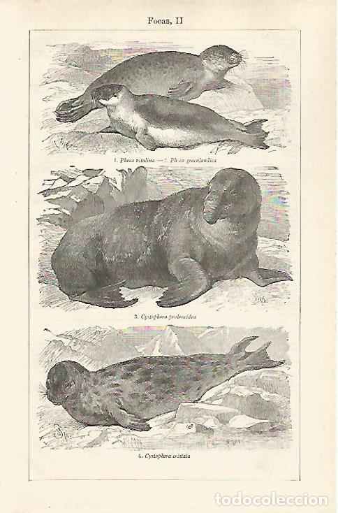 Postkarten: LAMINA ESPASA 28530: Foca de Groenlandia - Varios