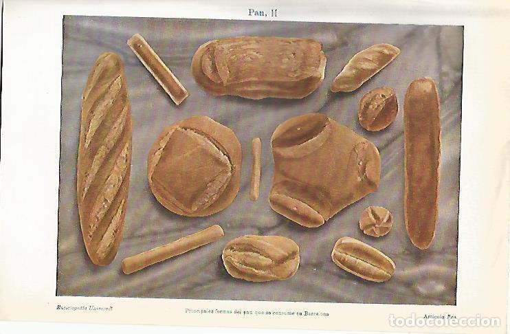 Cartoline: LAMINA ESPASA 1461: Tipos de pan que se consume en Barcelona - Varios Autores