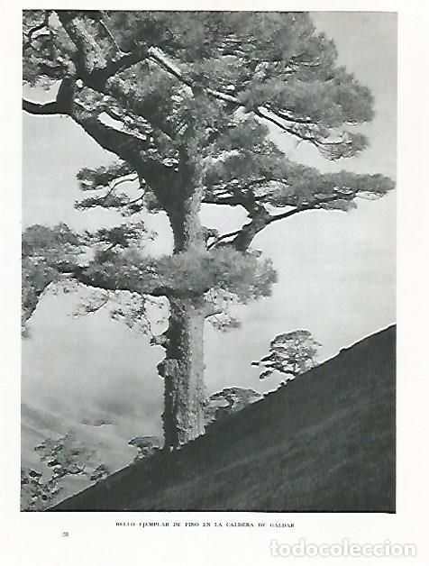 Postcards: LAMINA 10312: Pino en Caldera de Galdar - Claudio de la Torre