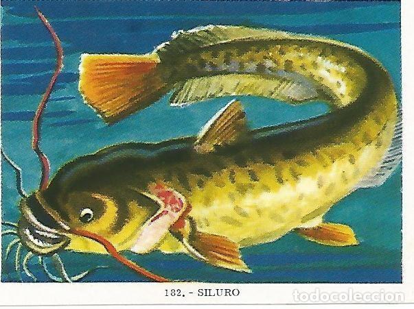 Postales: CROMO no 182. Siluro - Varios