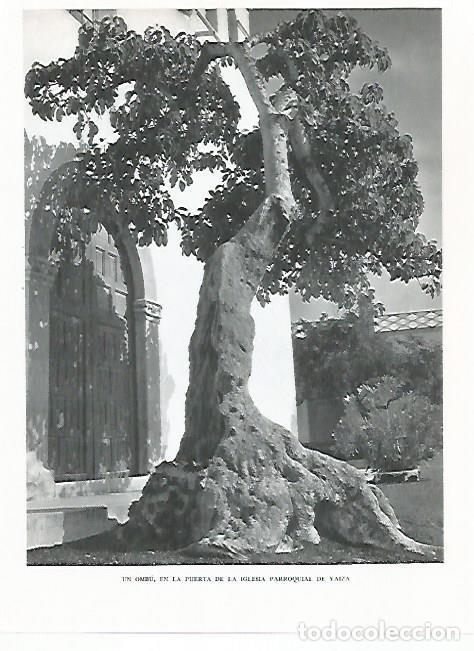 Cartes Postales: LAMINA 10391: Ombu en la iglesia de Yaiza - Claudio de la Torre
