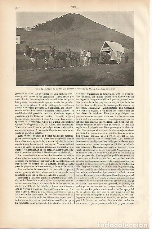 Postais: LAMINA ESPASA 11473: Tiro de mulas que realiza el trayecto Olot- Sant Joan en Girona - Varios