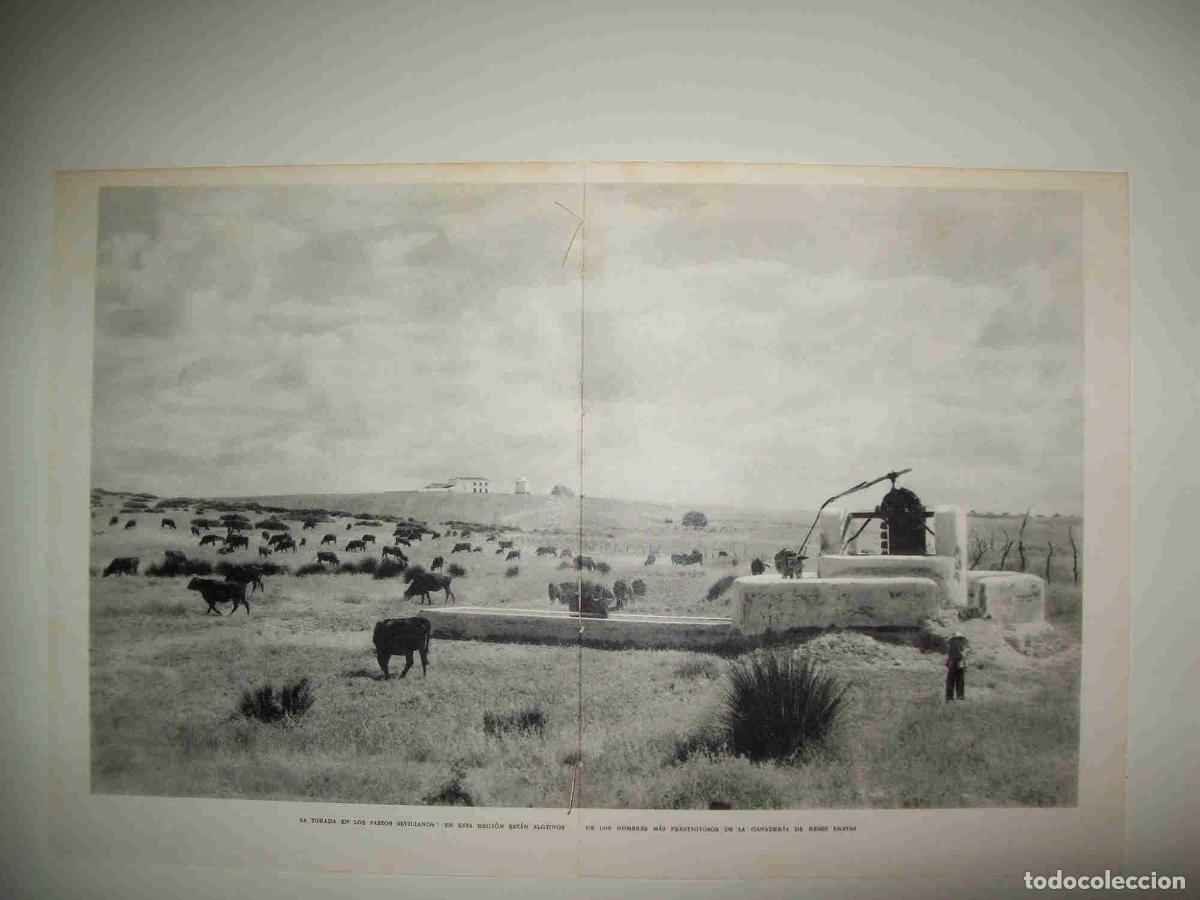 Cartoline: LAMINA 10758: Toros en el campo de Sevilla - Jose Maria Peman. Fotografias de Ramon Dimas