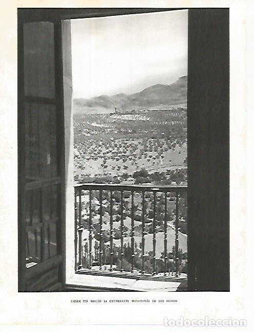 Postkarten: LAMINA 10926: Olivos en Bailen - Jose Maria Peman. Fotografias de Ramon Dimas