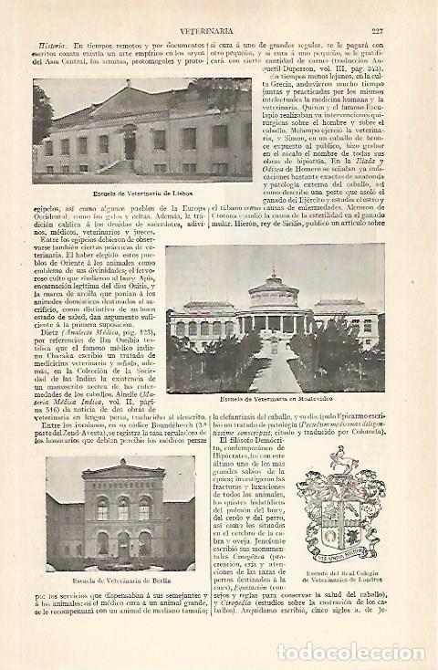 Postkarten: LAMINA ESPASA 28873: Escuelas de Veterinaria en Lisboa Montevideo y Berlin - Varios