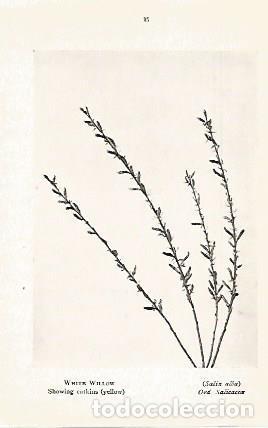 Postales: LAMINA 8711: Salix alba - Varios