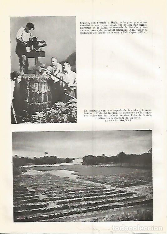Cartes Postales: LAMINA GEOGRAFIA 0397: Produccion de uva en Espa&ntilde;a y huertas de Murcia - Ricardo Beltran y Vicente V
