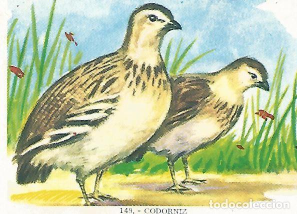 Postcards: CROMO no 149. Codorniz - Varios