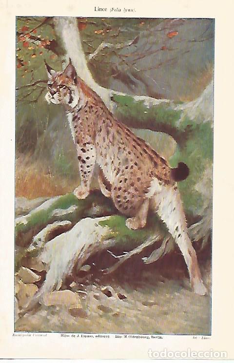 Cartoline: LAMINA ESPASA 25361: Lince - Varios
