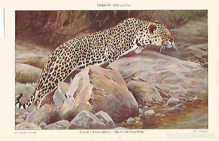 Postais: LAMINA ESPASA 25562: Leopardo o Felis pardus - Varios