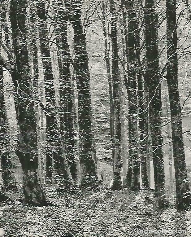 Postcards: LAMINA 14730: Bosque de las Alberes - Estanislau Torres. Fotografias de Francesc Catala Roca
