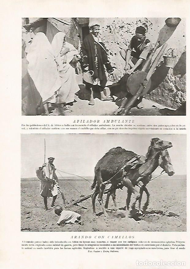 Postcards: LAMINA 15711: Afilador ambulante y arando con camello - Director: Pedro Bosch Gimpera