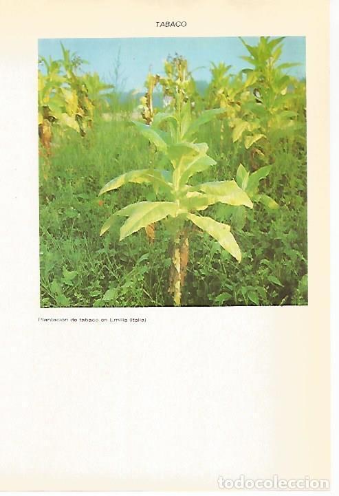 Cartoline: LAMINA VOX 16690: Plantacion de tabaco en Emilia, Italia - Varios