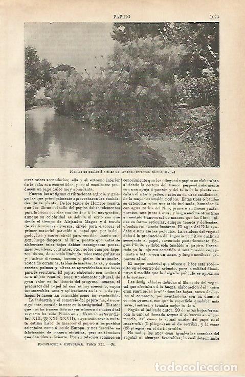 Cartoline: LAMINA ESPASA 23597: Plantas de papiro en Siracusa - Varios