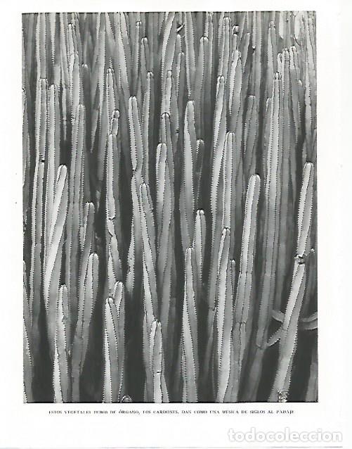 Postcards: LAMINA 10211: Cardones o tubos de organo - Claudio de la Torre