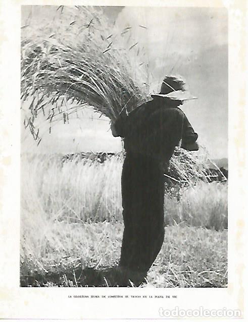 Postkarten: LAMINA 10485: Cosecha de trigo en Vic - Josep Pla