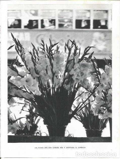Cartes Postales: LAMINA 21772: Flores - Joan Fuster