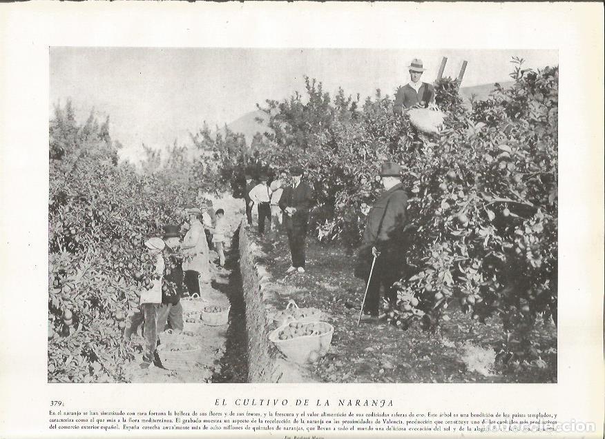Postais: LAMINA 22869: Recogida de naranja en Valencia - Amando Melon y Ruiz de Gordejuela