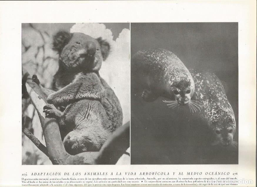 Postkarten: LAMINA 22838: Koala y foca - Amando Melon y Ruiz de Gordejuela