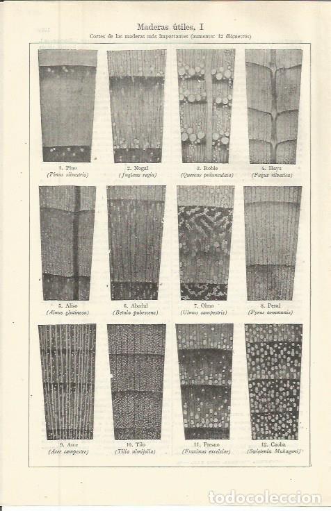 Postales: LAMINA ESPASA 36414: Cortes de maderas utiles - Varios